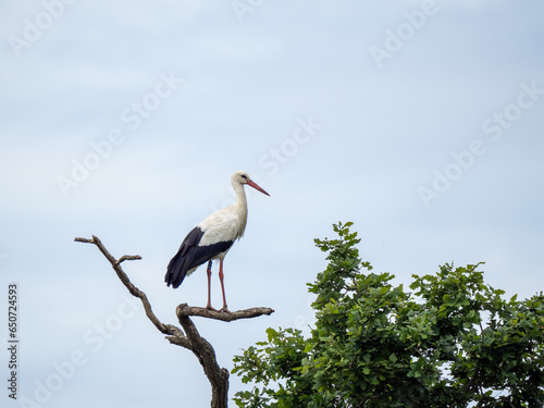 White Stork Resting on a Branch photo