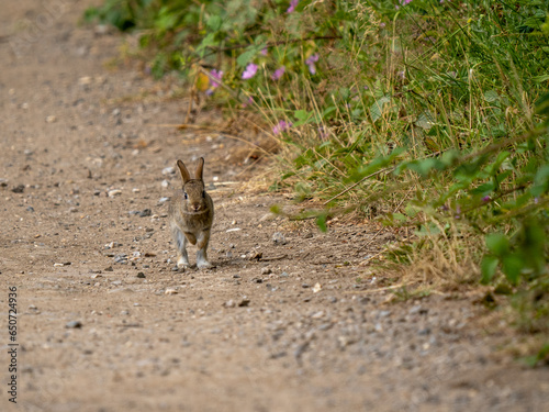 Rabbit on a Dirt Track © Stephan Morris 