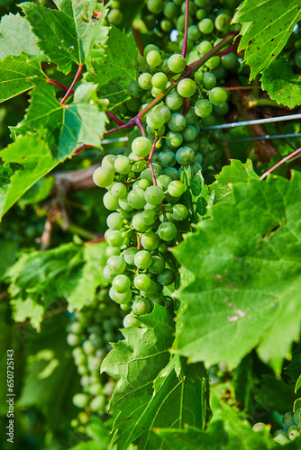 Wallpaper Mural Close up of large green grapes growing in bundles in vineyard Torontodigital.ca