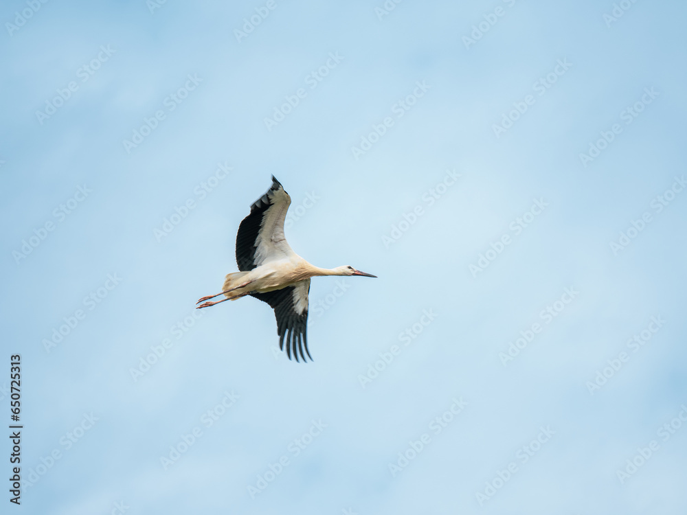 Obraz premium Juvenile White Stork in Flight
