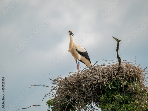 Juvenile White Storks in a Nest