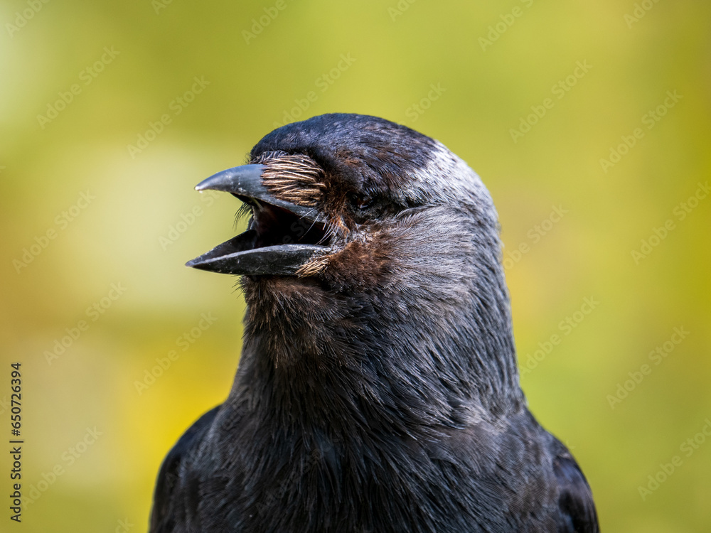 Obraz premium Close up of a Carrion Crow Head