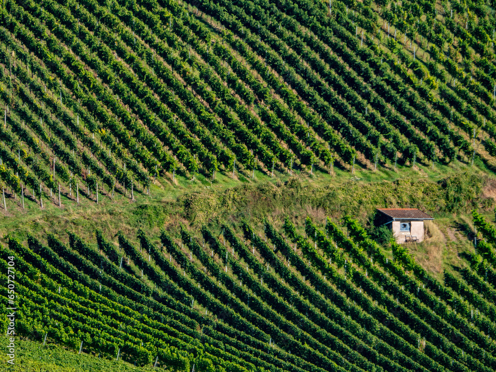 Weinberge im Herbst