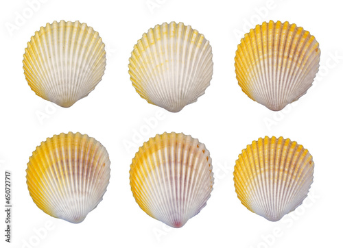 set of white seashells element