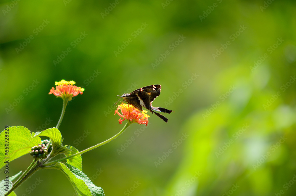 butterfly on a flower butterfly on a flower