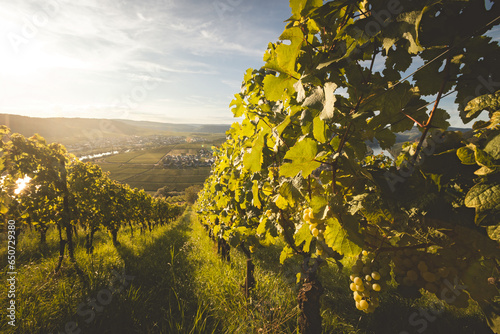 Photos Weinberg an der Mosel bei Trittenheim und Leiwen