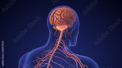 Anatomy of the human brain right cerebellum photo