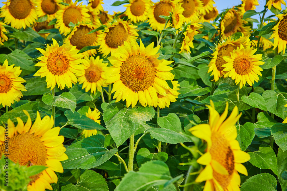 Obraz premium Detailed view of yellow sunflowers in field of flowers