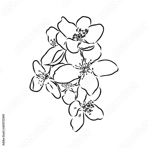 flowering branch of apple tree. Hand drawing in ink, sketch, outline.