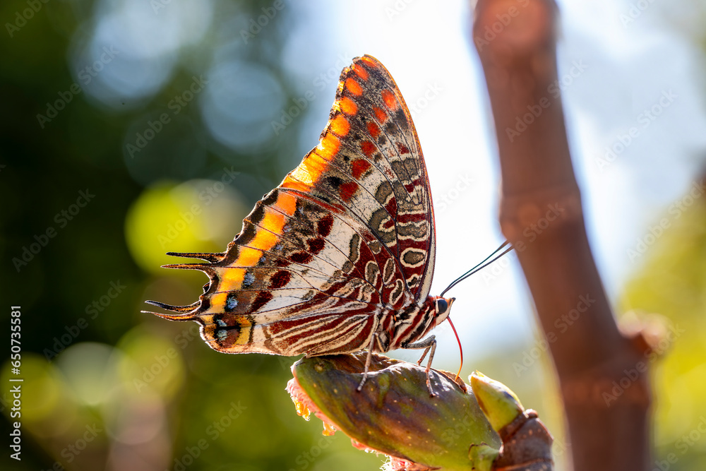 Double-tailed Pasha butterfly (Charaxes jasius) on a fig tree