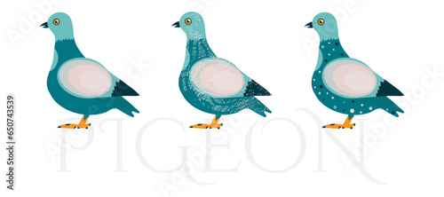 Set of three blue pigeons on white background with text pigeon. Cute collection for kids. Vector illustration