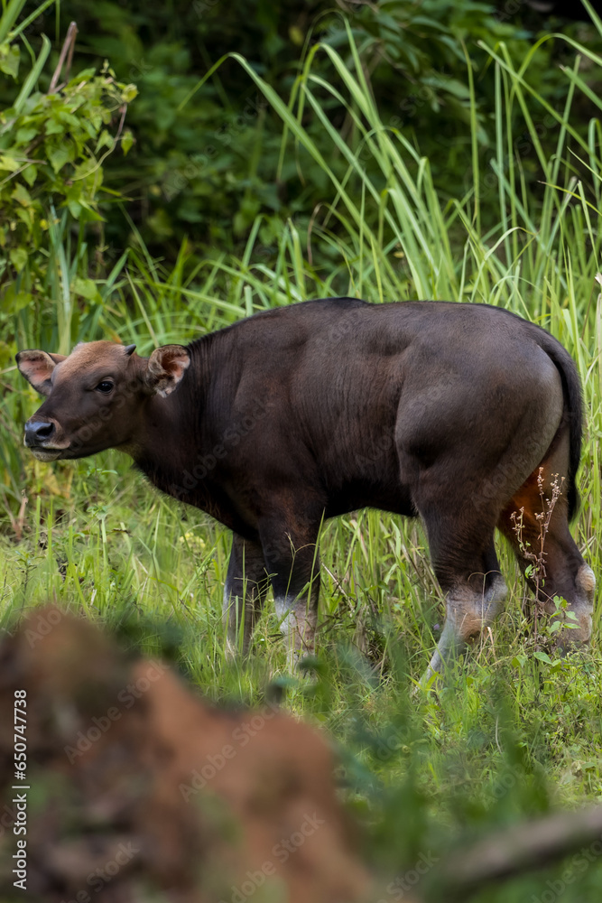 Gaur (Bos gaurus) The fur is short, cropped and shiny, black or brown. The legs are soft white, like wearing socks. The forehead area has a grayish-white or yellowish Bodhi face. High mid-back Gaur (Bos gaurus) The fur is short, cropped and shiny, black or brown. The legs are soft white, like wearing socks. The forehead area has a grayish-white or yellowish Bodhi face. High mid-back
