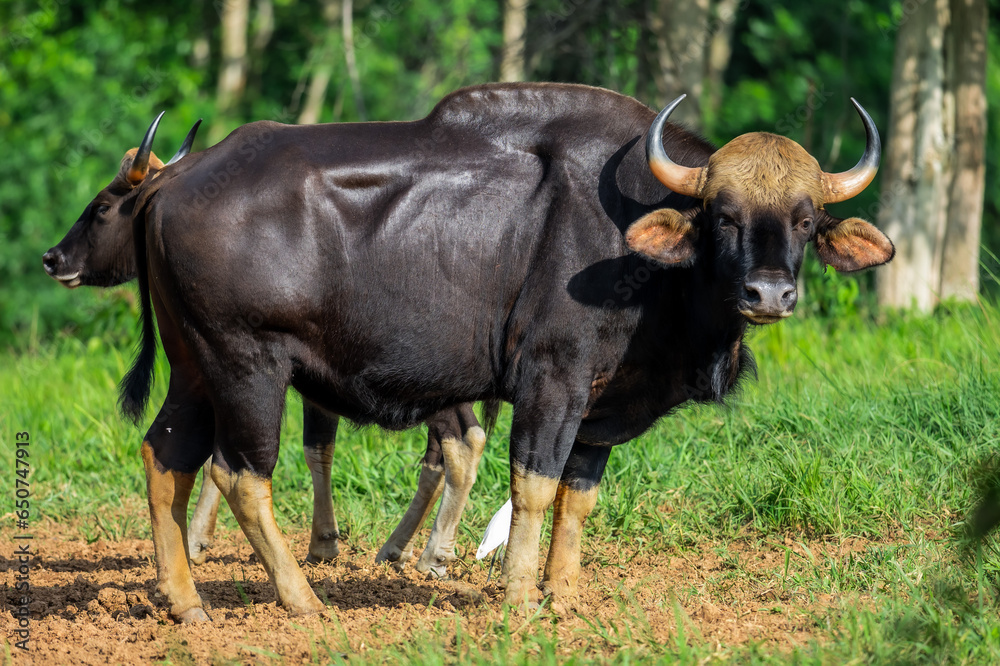 Gaur (Bos gaurus) The fur is short, cropped and shiny, black or brown. The legs are soft white, like wearing socks. The forehead area has a grayish-white or yellowish Bodhi face. High mid-back Gaur (Bos gaurus) The fur is short, cropped and shiny, black or brown. The legs are soft white, like wearing socks. The forehead area has a grayish-white or yellowish Bodhi face. High mid-back
