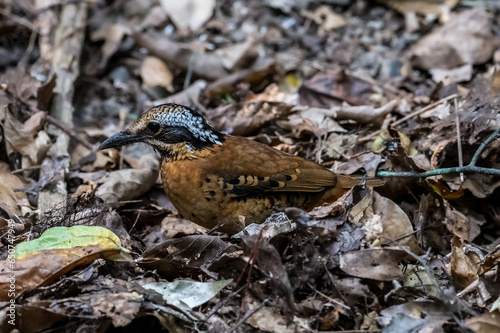 Eared Pitta Black eyes, white-brown eyebrows The eyes have long tufts of fur that resemble ears. body on sugar The underside is yellow-brown. Black scales, wings with reddish-yellow brown spots.