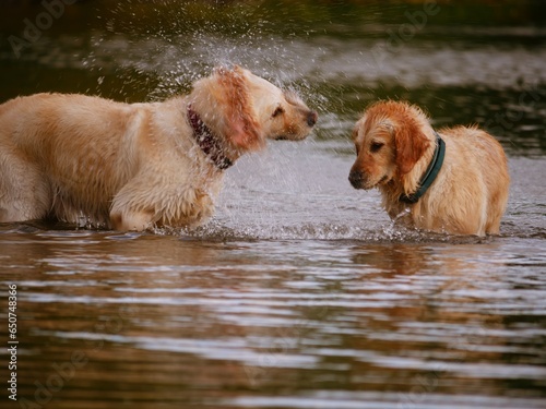 Golden Labrador Retriever dogs playing and splashing in water