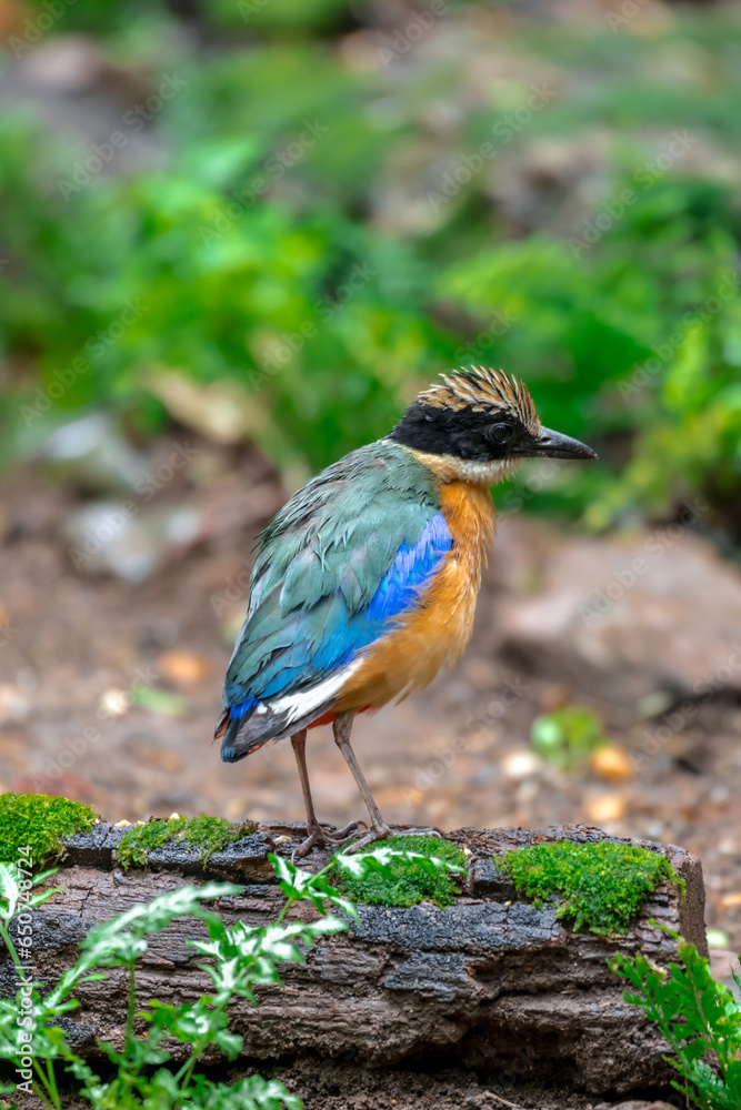 Obraz premium Has a black head over the eyes, wide brown stripes Green top body The feathers covering the wings of the rump and the top of the tail are bright blue. 