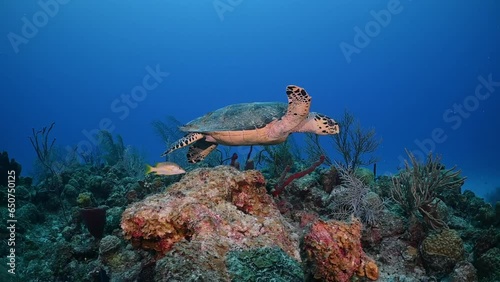 A clip of a wildlife hawksbill turtle animal patrolling the tropical warm water reef in Caribbean Grand Cayman looking for tasty sponge to eat