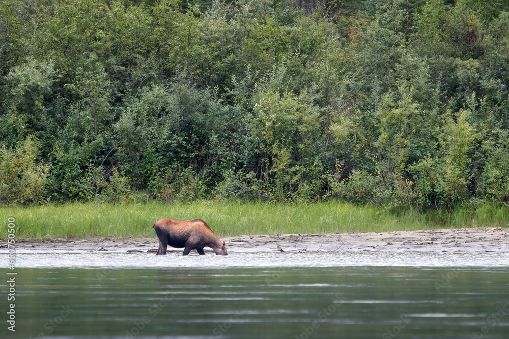 large female moose drinking from the Yukon river in Canada large female moose drinking from the Yukon river in Canada