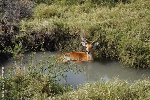 lechwe