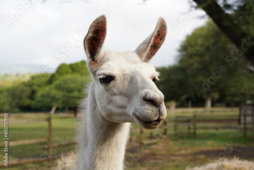 Llama