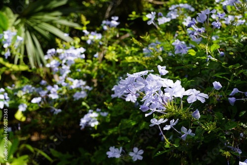 Plumbago flowers