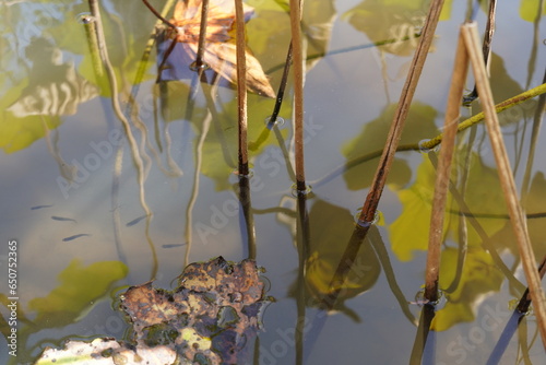 reeds in the water