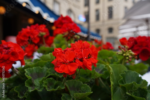 flowers in the city of Paris