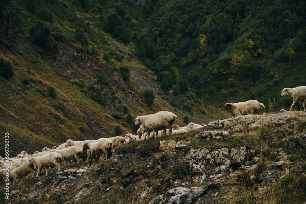 Fototapeta premium A flock of sheep grazes in the mountains of Georgia in autumn. Kazbegi region, Truso Valley. A lot of sheep are walking along the road one after another.