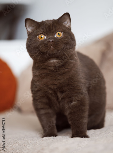 Fototapeta Naklejka Na Ścianę i Meble -  Britisch Kurzhaar Kitten Katze imposant und edel Luxus