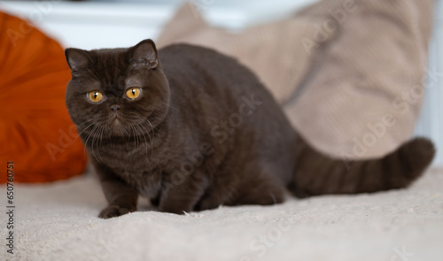 Britisch Kurzhaar Kitten Katze imposant und edel Luxus