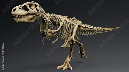 Trannosaurus Rex Sue Skeleton Animation render of background. 3d rendering