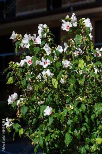 Close up photo of Rose of Sharon (Hibiscus syriacus ) flower in nature garden