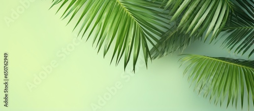 Coconut isolated pastel background Copy space