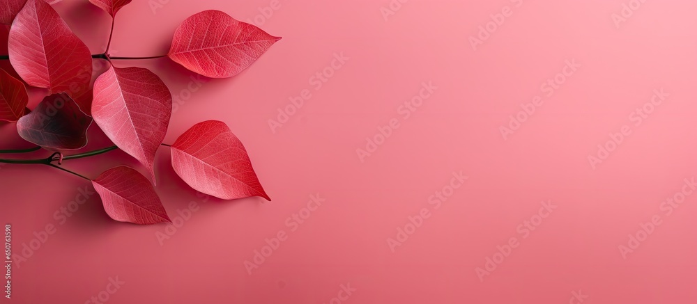 a solitary crimson leaf isolated pastel background Copy space a solitary crimson leaf isolated pastel background Copy space