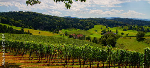 Weinberge Reben