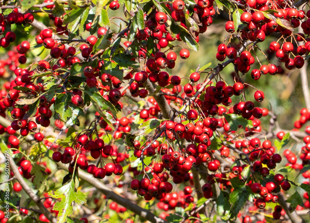 Branches with many red fruits of Crataegus monogyna