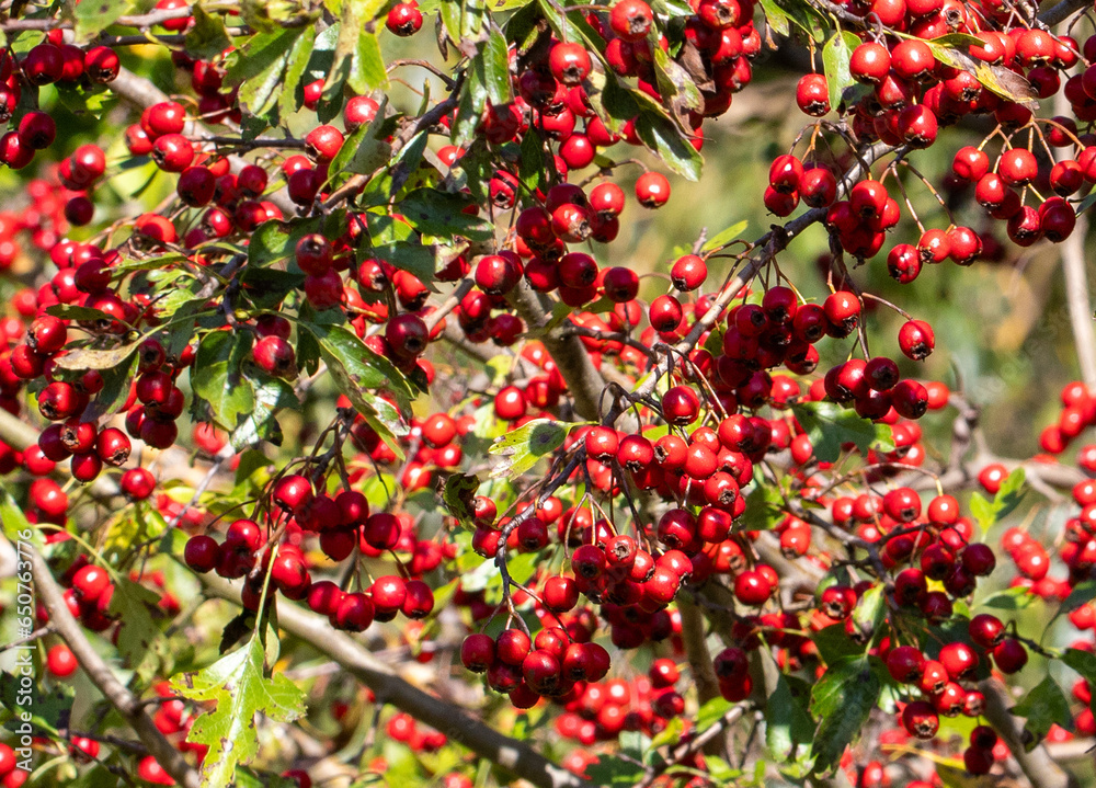 Branches with many red fruits of Crataegus monogyna Branches with many red fruits of Crataegus monogyna