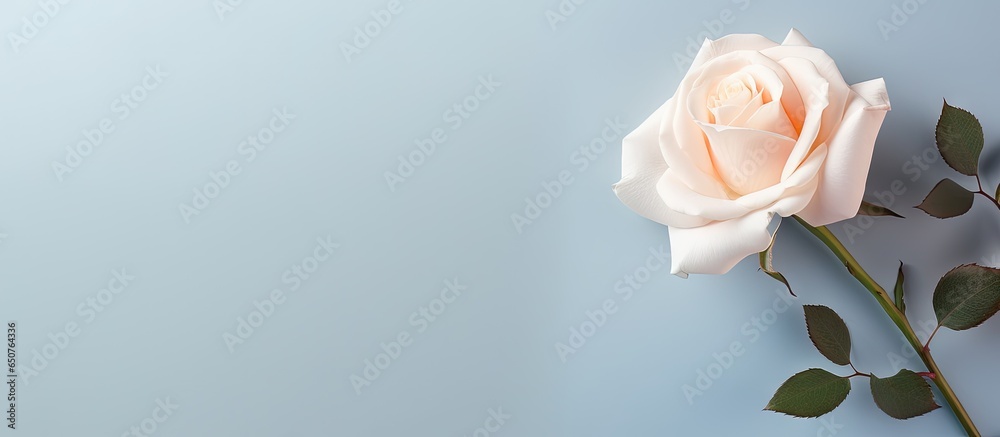 Fototapeta premium White rose contrasted with isolated pastel background Copy space