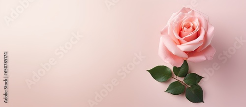 Wallpaper Mural Pink rose on isolated pastel background Copy space with clipping path Torontodigital.ca