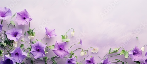 Convolvulus flower stands alone blooming with purple petals Subject in selective focus isolated pastel background Copy space photo