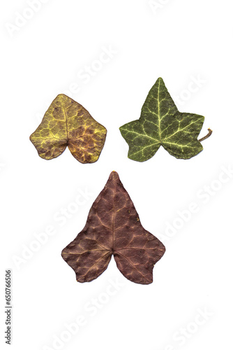 Set of ivy leaves isolated on white background, dried colorful autumn leaves