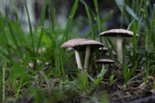A few mushrooms on a background of green grass