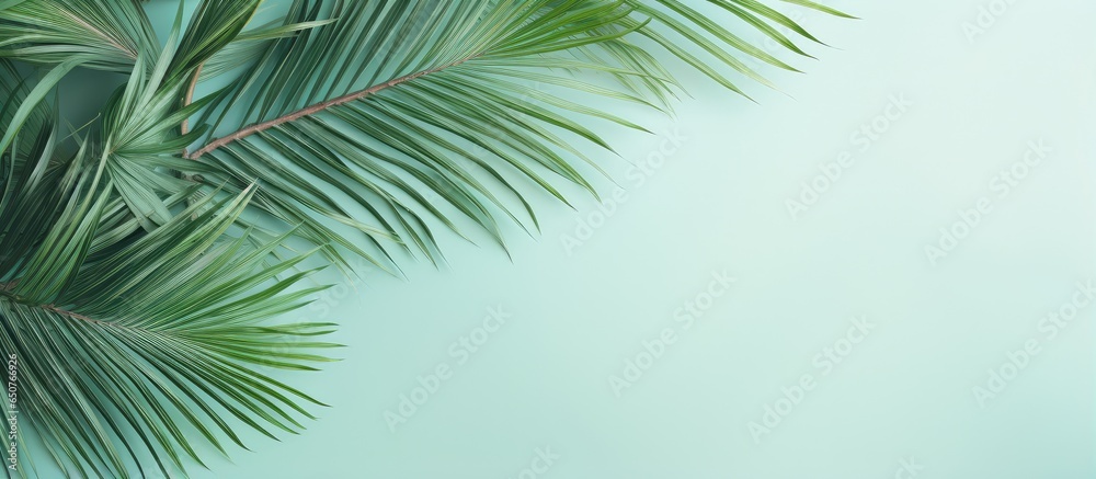 Coconut isolated pastel background Copy space