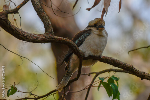 Kookaburra at Lake Brockman, Harvey Western Australia photo