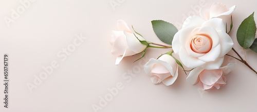 rose that is white isolated pastel background Copy space