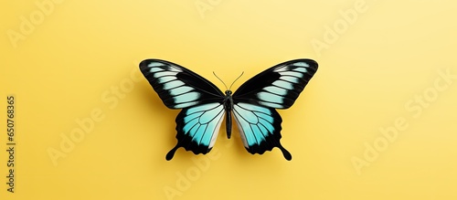 Gorgeous butterfly alone on isolated pastel background Copy space photo
