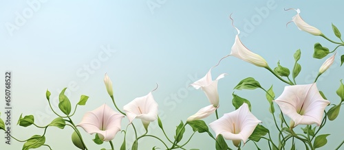 Field bindweed photographed against a isolated pastel background Copy space photo