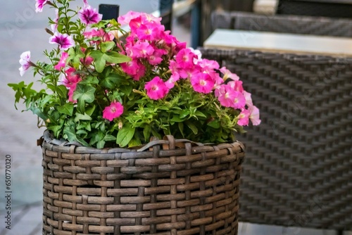 Fototapeta Naklejka Na Ścianę i Meble -  pink flowers in a basket