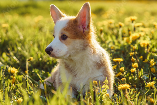 Portrait of little brown white dog welsh pembroke corgi sitting in park, looking aside with raised ears near dandelions.