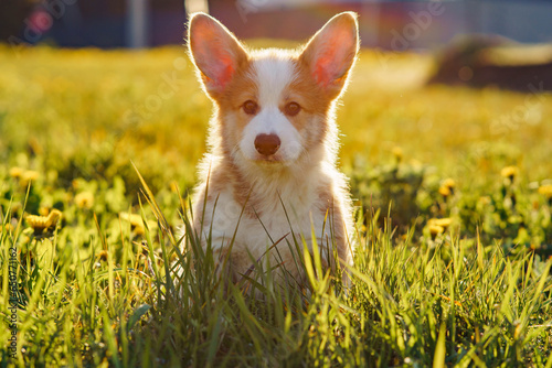 Fototapeta Naklejka Na Ścianę i Meble -  Portrait of attractive little brown white dog welsh pembroke corgi sitting on green grass in park, looking at camera.
